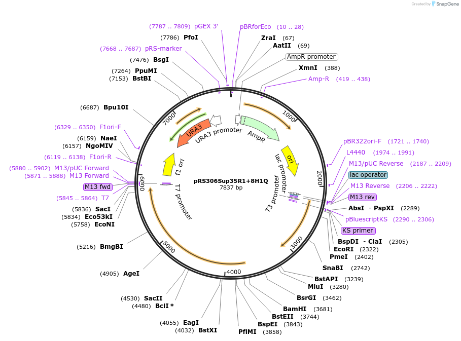 17722-plasmid-map-sequence-id-8713