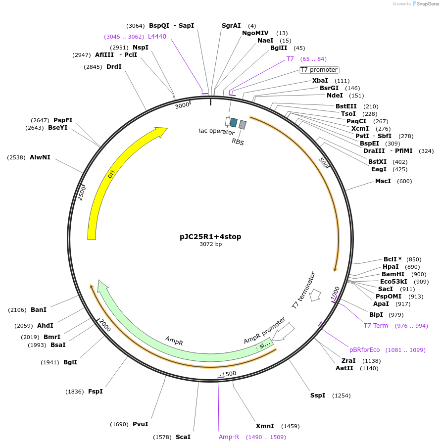 17723-plasmid-map-sequence-id-8714