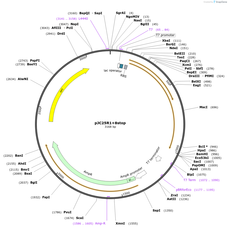 17724-plasmid-map-sequence-id-8715