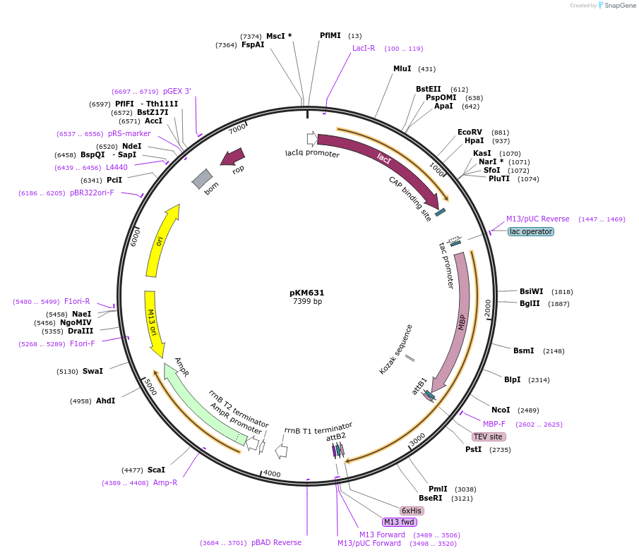 17727-plasmid-map-sequence-id-8717