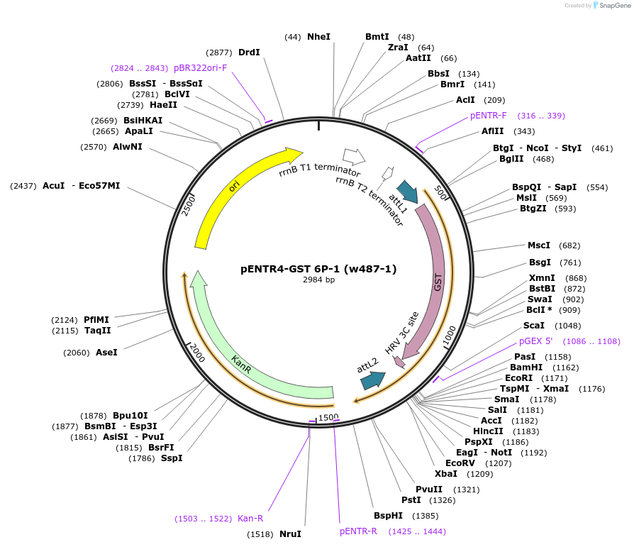 17741-plasmid-map-sequence-id-8722