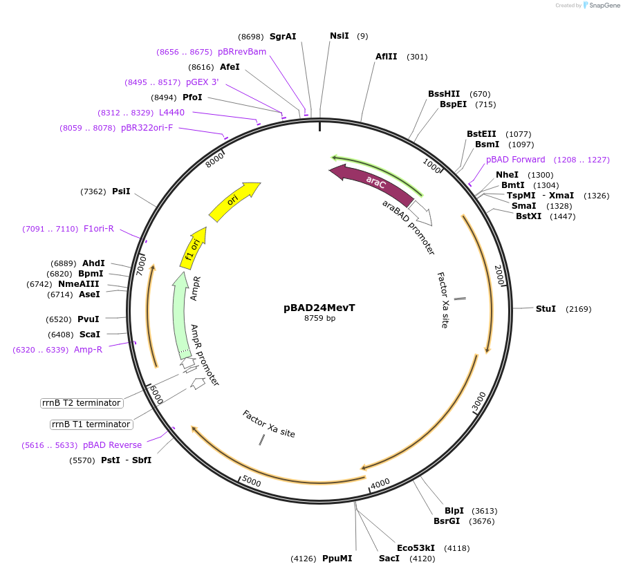 17820-plasmid-map-sequence-id-8740