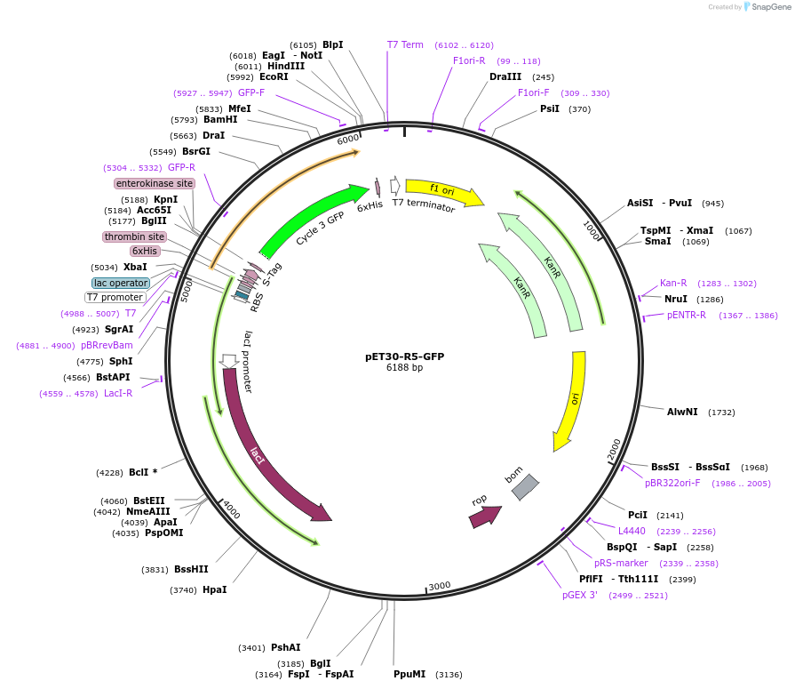 17838-plasmid-map-sequence-id-8743