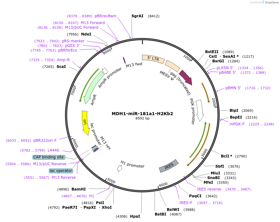 17847-plasmid-map-sequence-id-8744