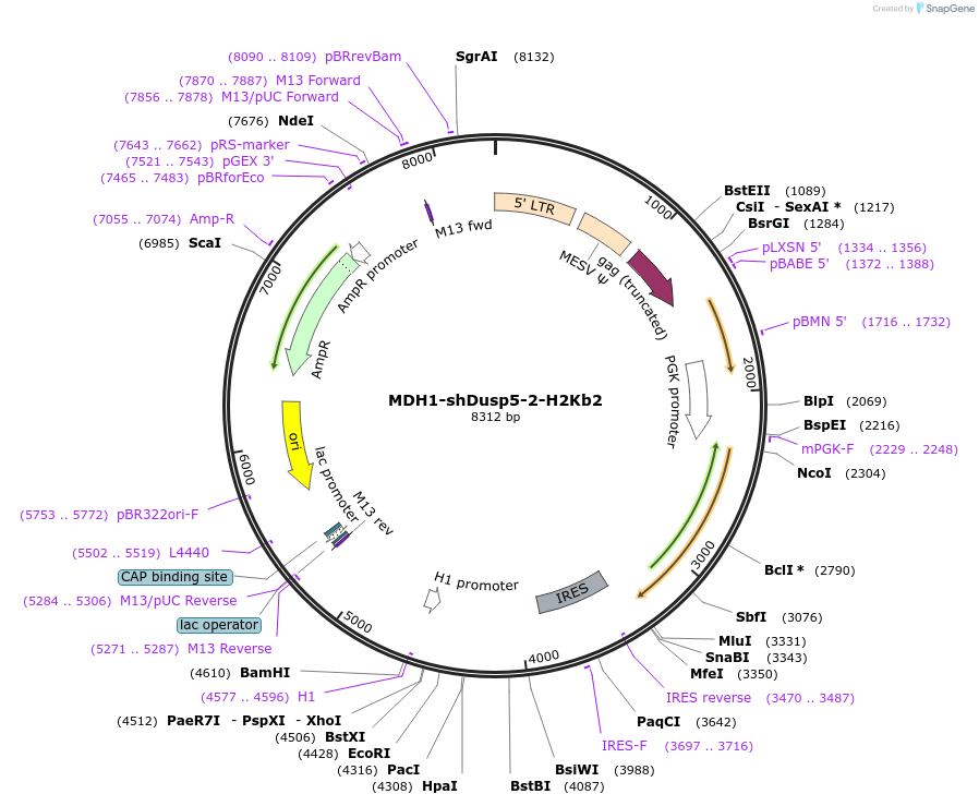 17853-plasmid-map-sequence-id-8750