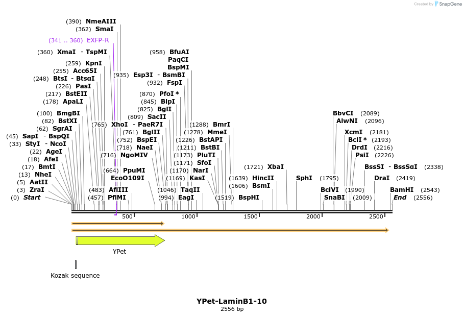 87524_map