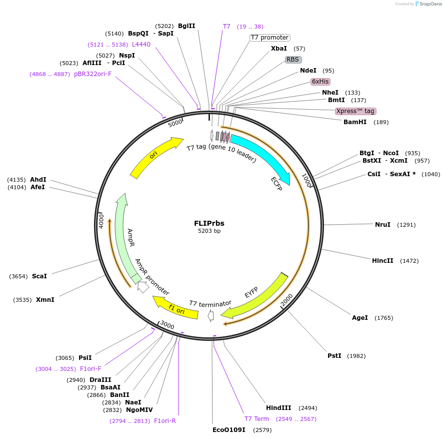 17860-plasmid-map-sequence-id-8754