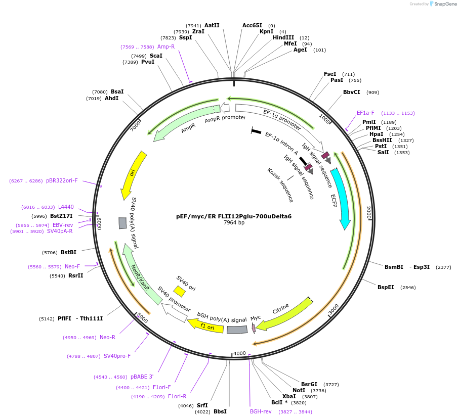 17867-plasmid-map-sequence-id-8756