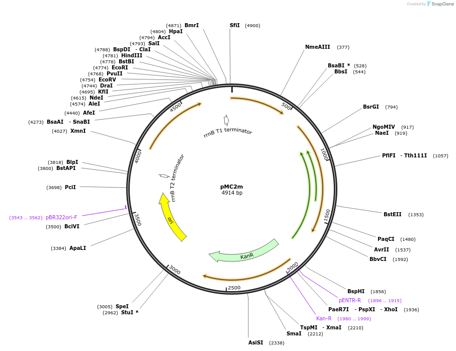 17970-plasmid-map-sequence-id-8763