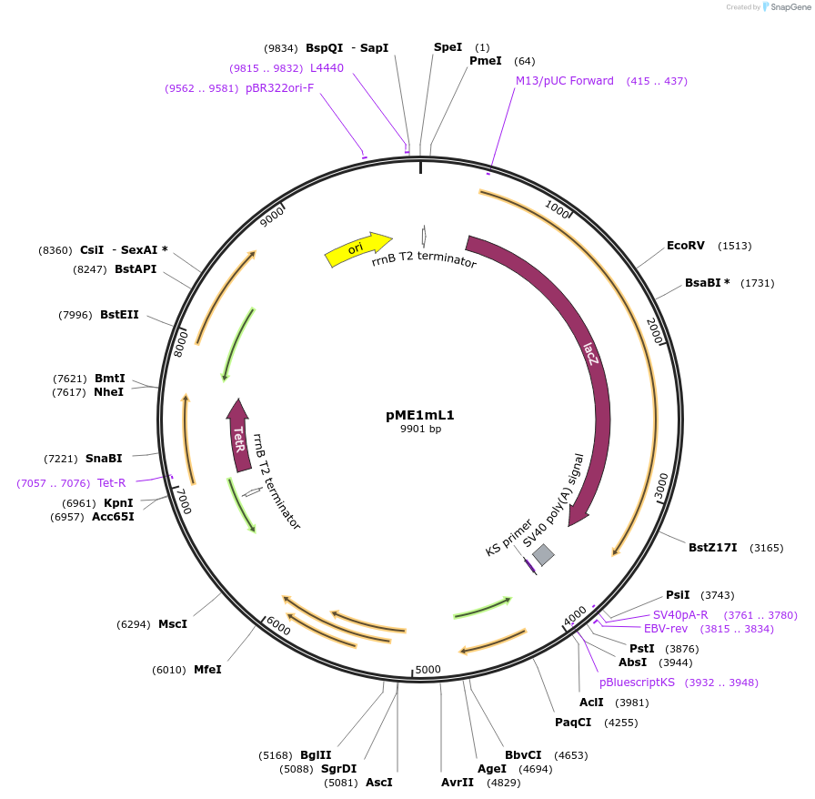 17971-plasmid-map-sequence-id-8764