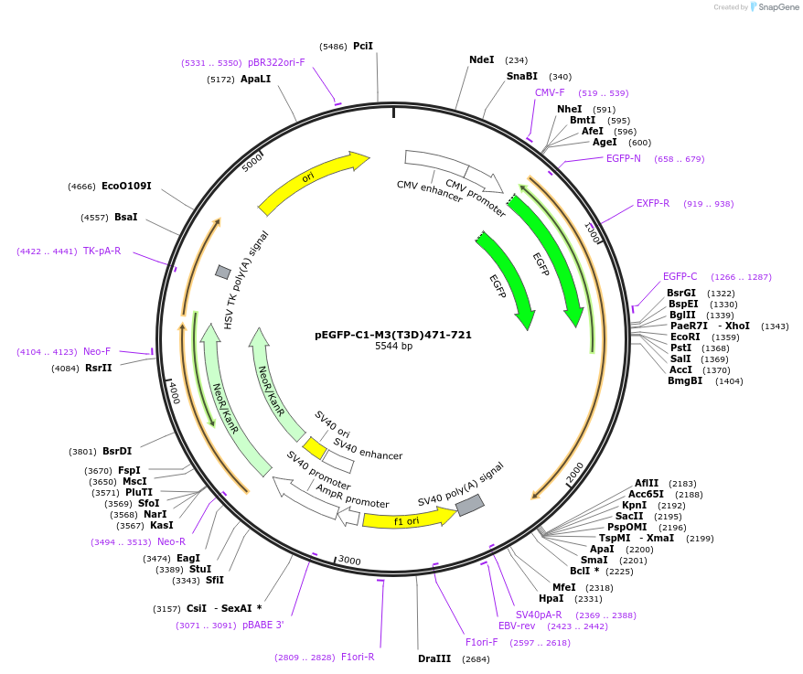 56657-plasmid-map-sequence-id-87642