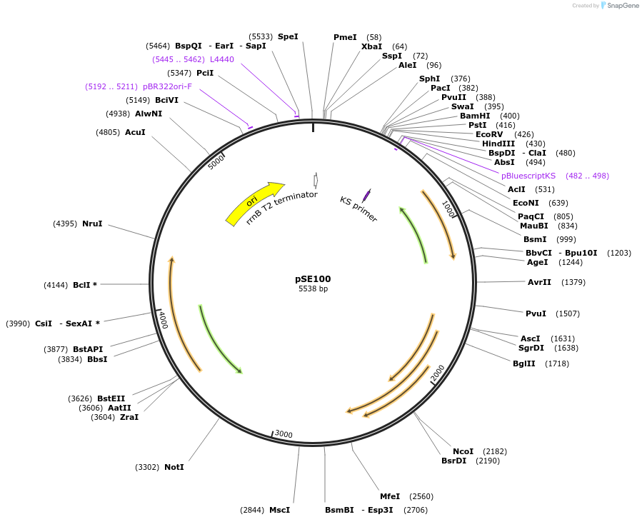17972-plasmid-map-sequence-id-8765