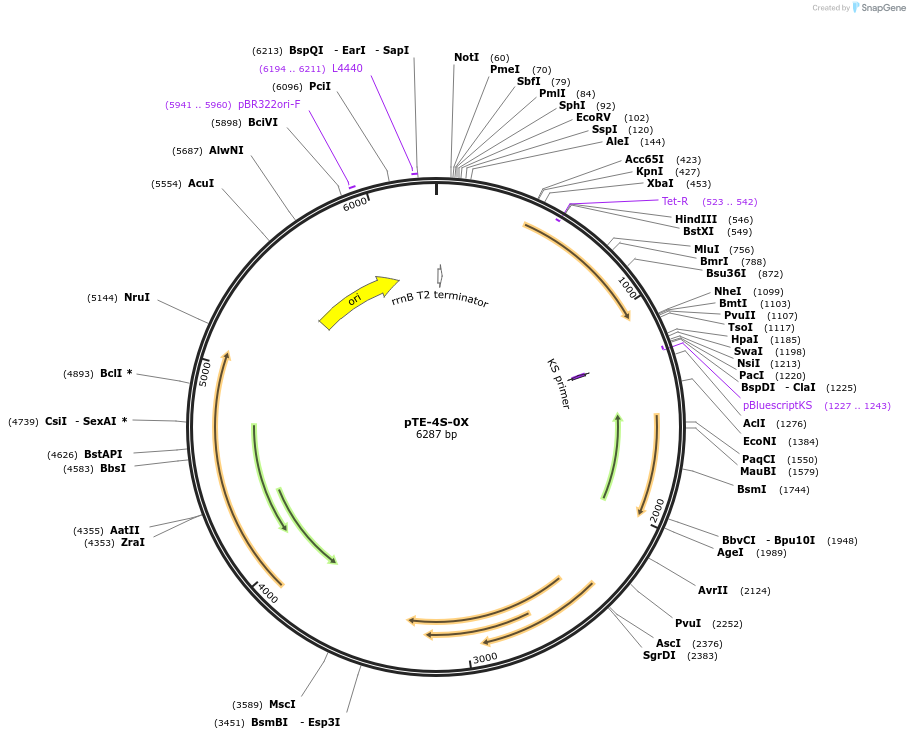 17973-plasmid-map-sequence-id-8766