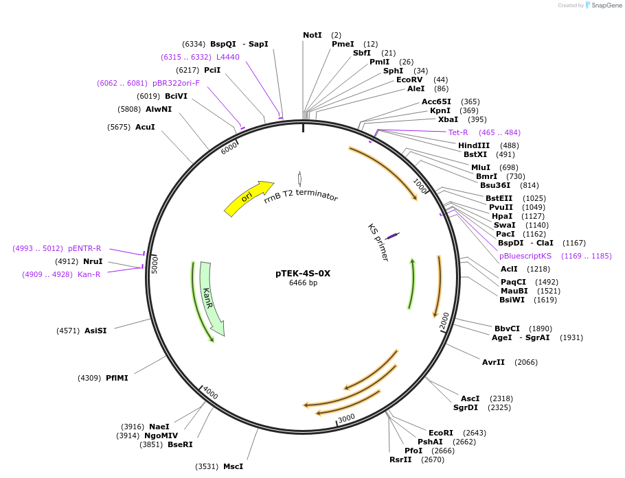 17974-plasmid-map-sequence-id-8767