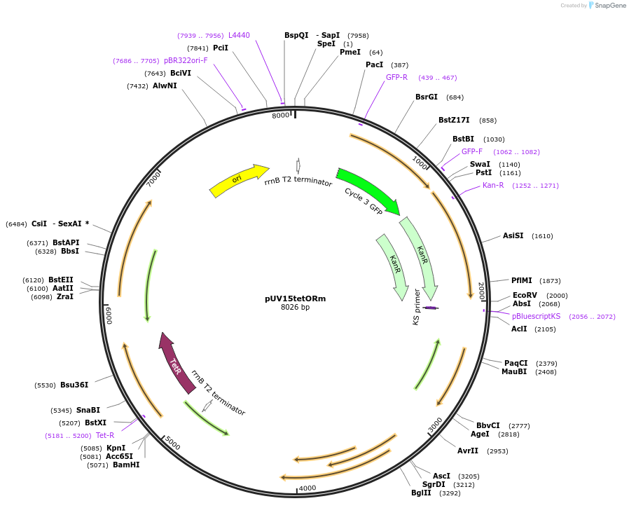 17975-plasmid-map-sequence-id-8768