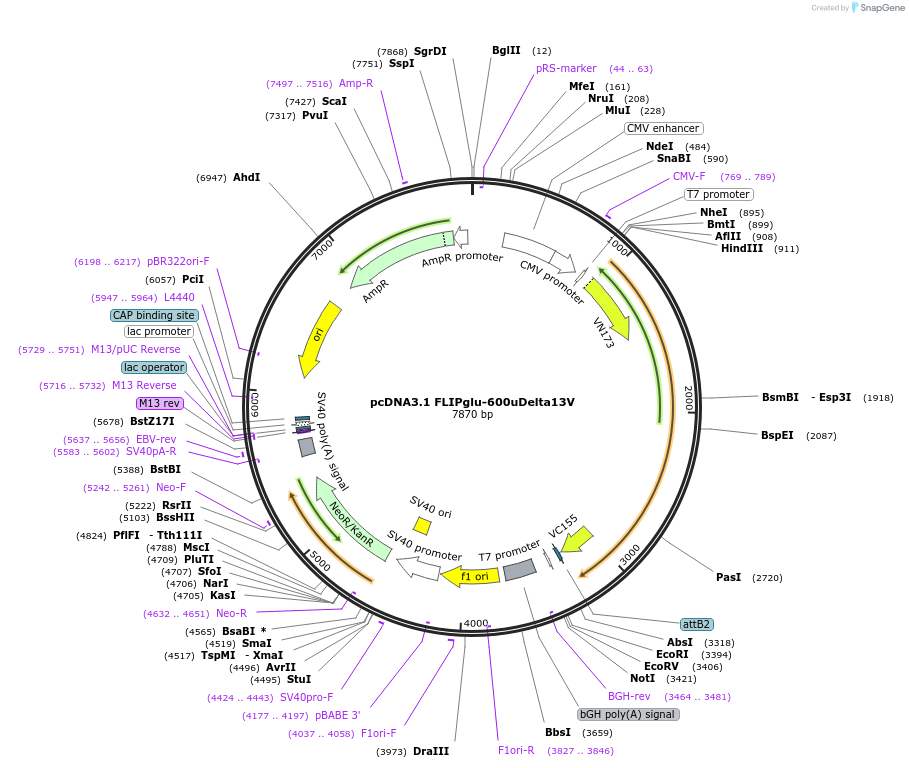 18014-plasmid-map-sequence-id-8770
