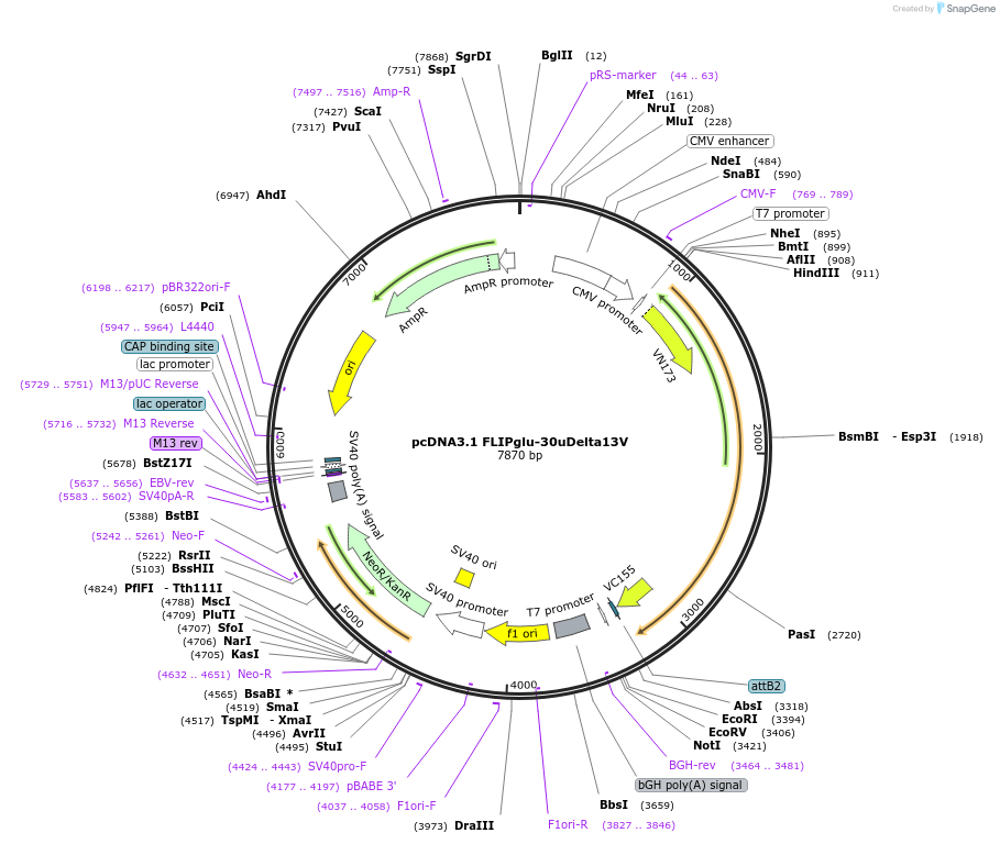 18015-plasmid-map-sequence-id-8771