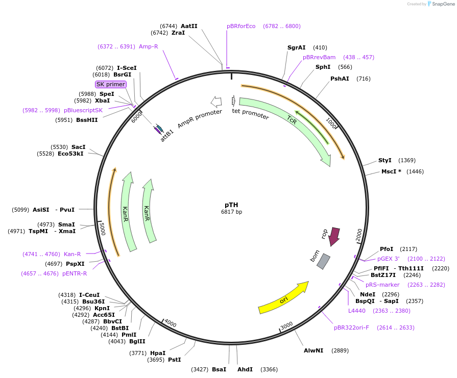 56659-plasmid-map-sequence-id-87719