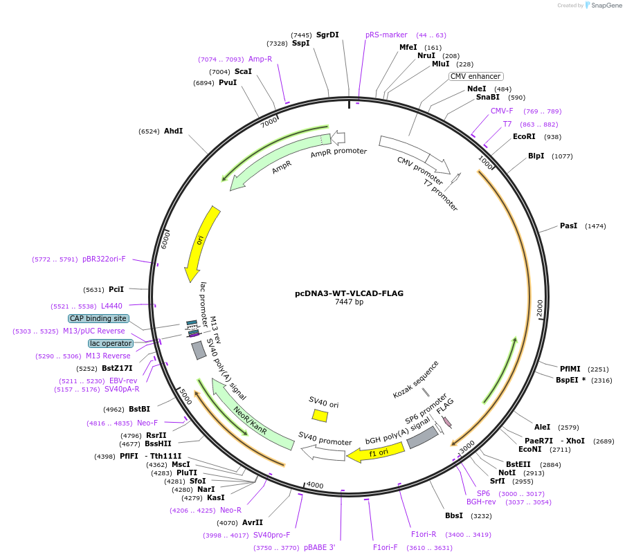 55823-plasmid-map-sequence-id-87750