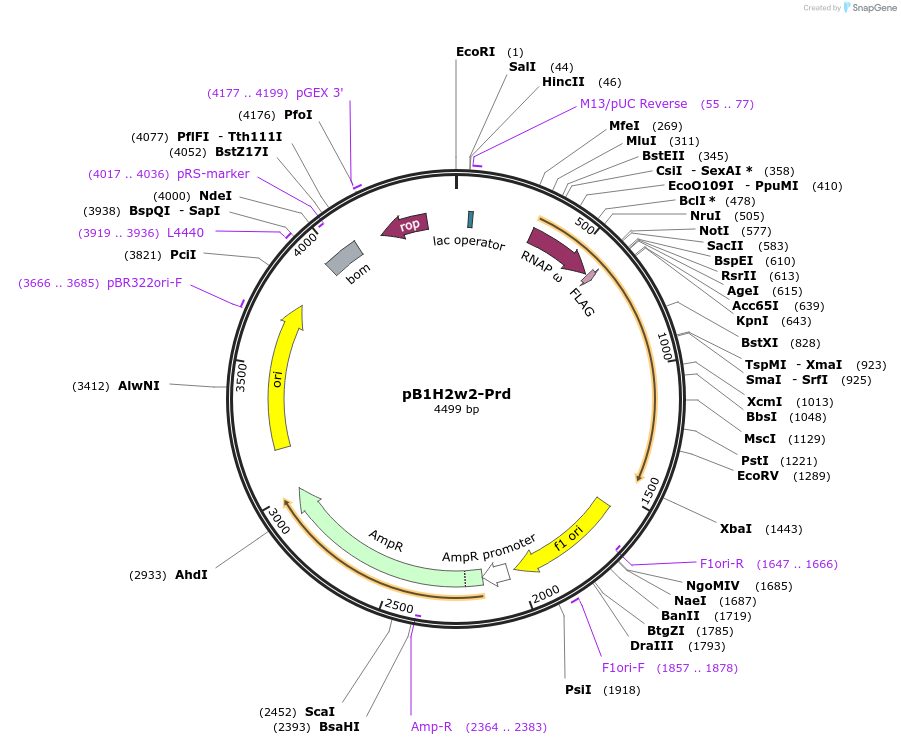 18038-plasmid-map-sequence-id-8779