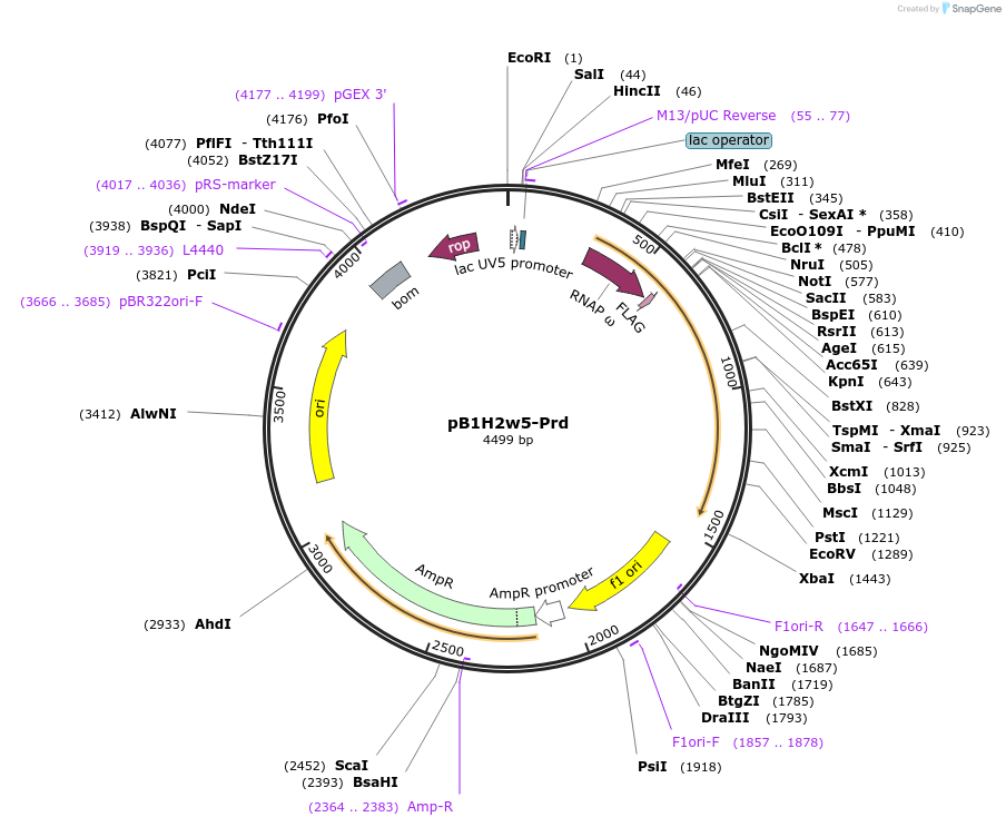 18039-plasmid-map-sequence-id-8780