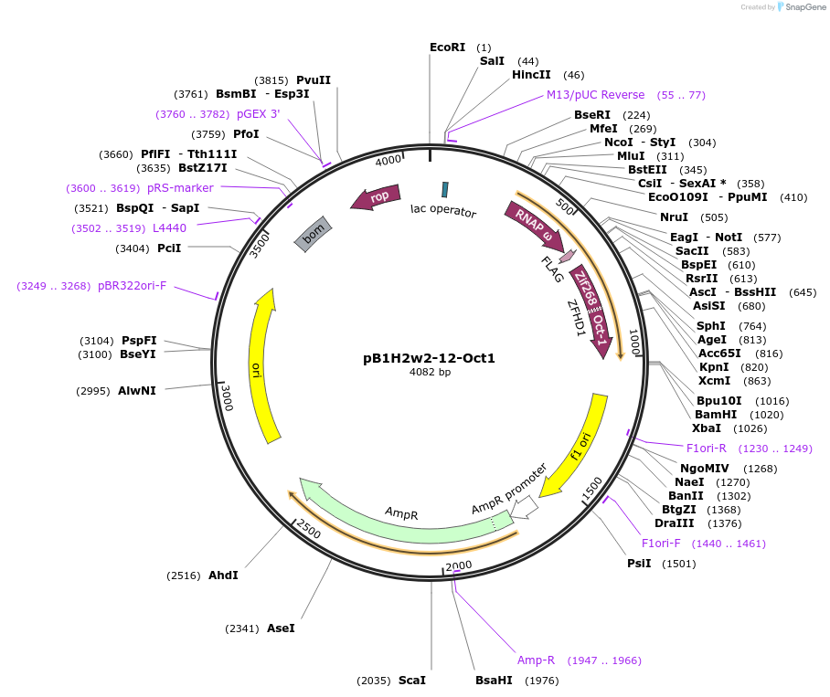 18041-plasmid-map-sequence-id-8782