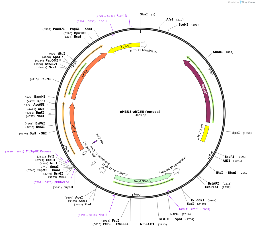 18046-plasmid-map-sequence-id-8787