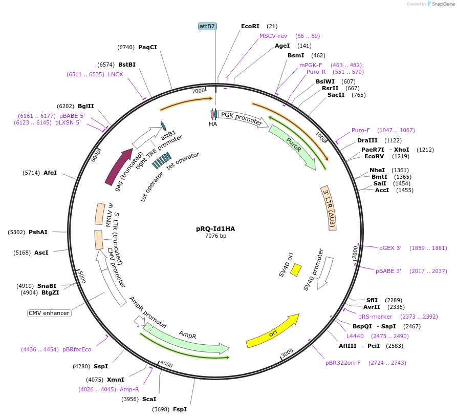 18112-plasmid-map-sequence-id-8796