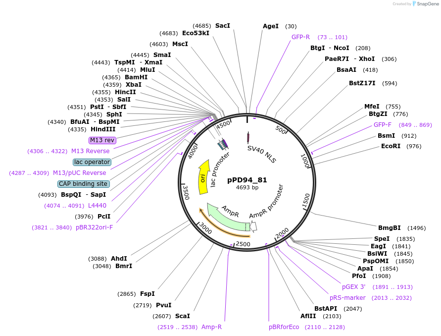 1477-plasmid-map-sequence-id-88