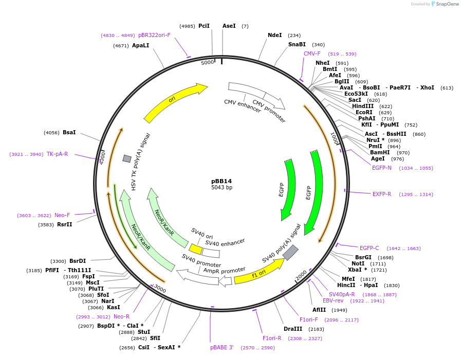 18657-plasmid-map-sequence-id-8803