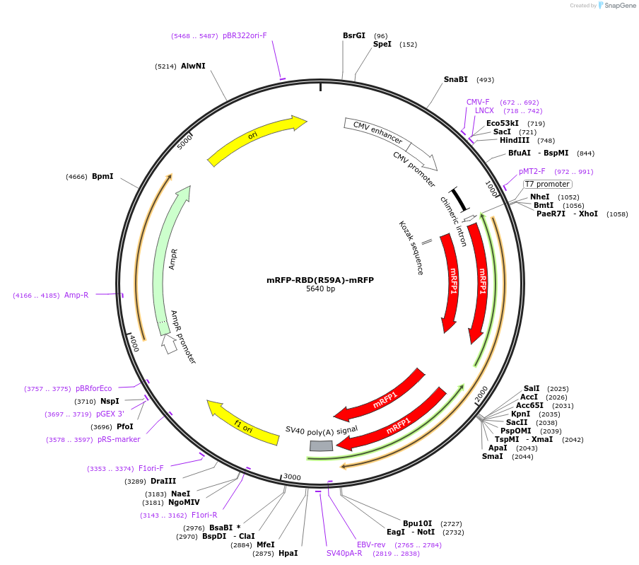18664-plasmid-map-sequence-id-8808