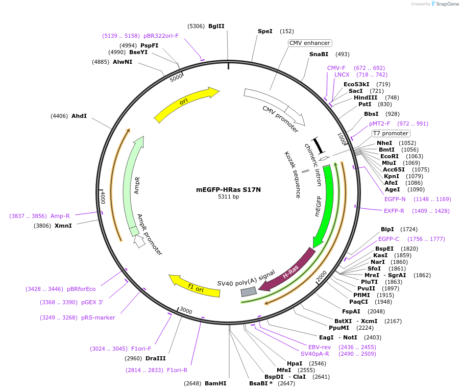 18665-plasmid-map-sequence-id-8809
