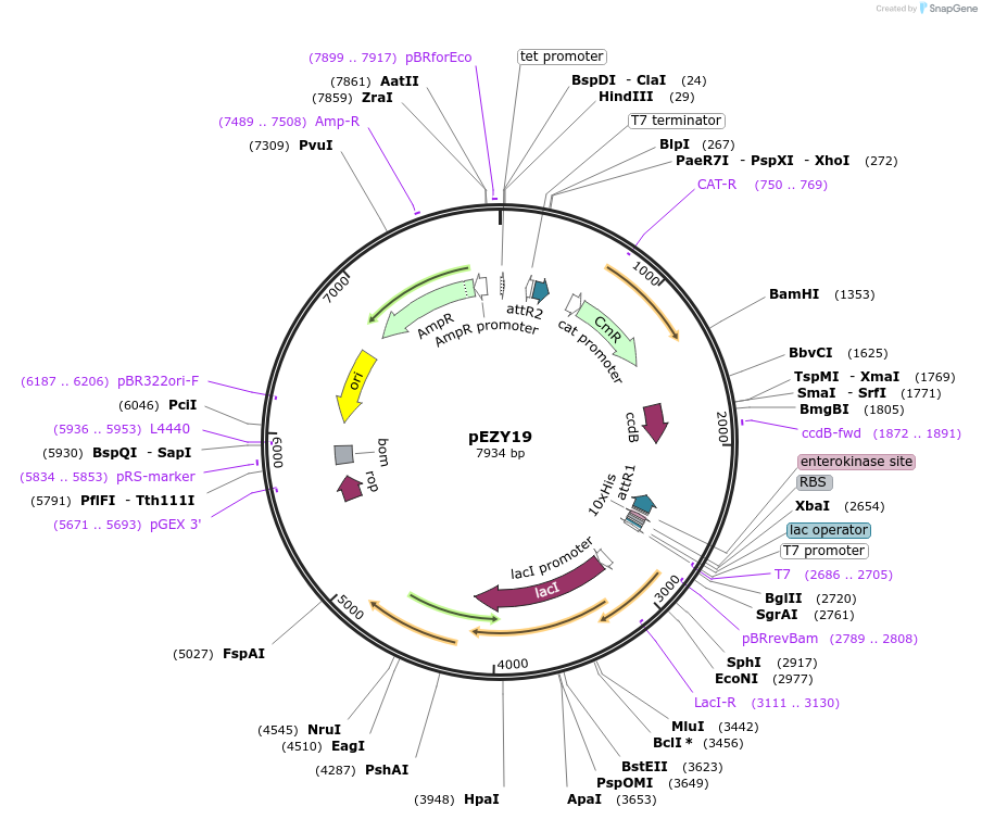 18668-plasmid-map-sequence-id-8812