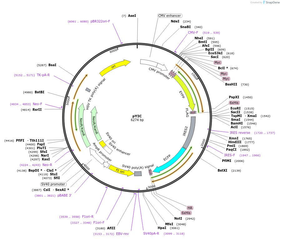 18673-plasmid-map-sequence-id-8816