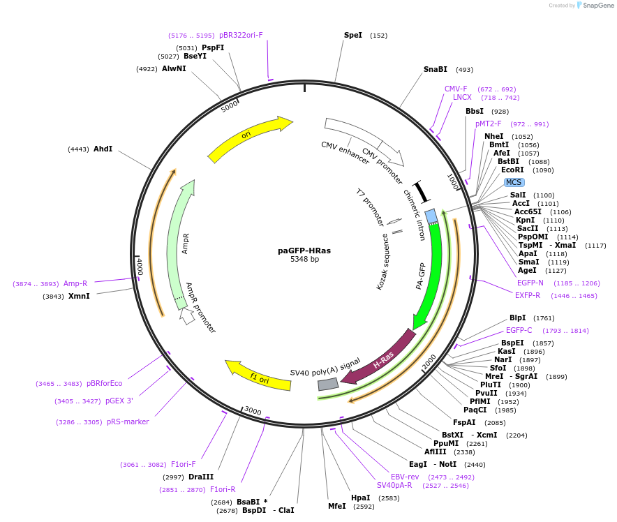 18693-plasmid-map-sequence-id-8822