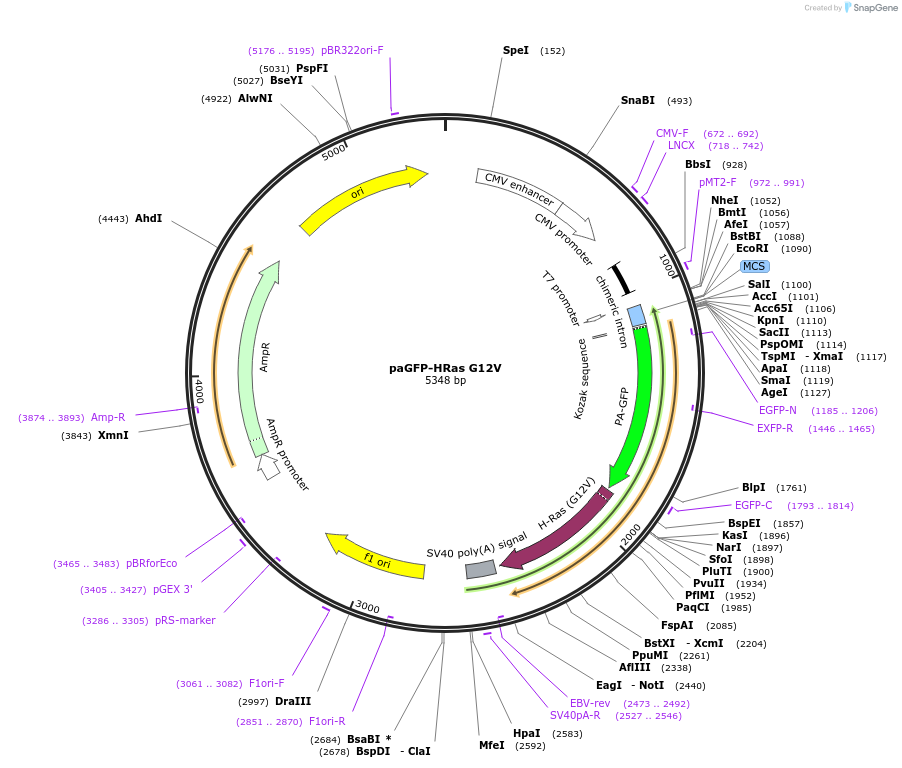18694-plasmid-map-sequence-id-8823