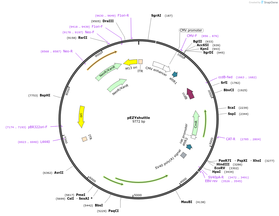18703-plasmid-map-sequence-id-8831