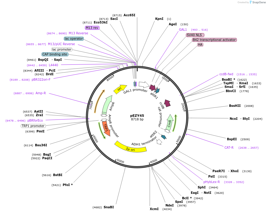 18704-plasmid-map-sequence-id-8832