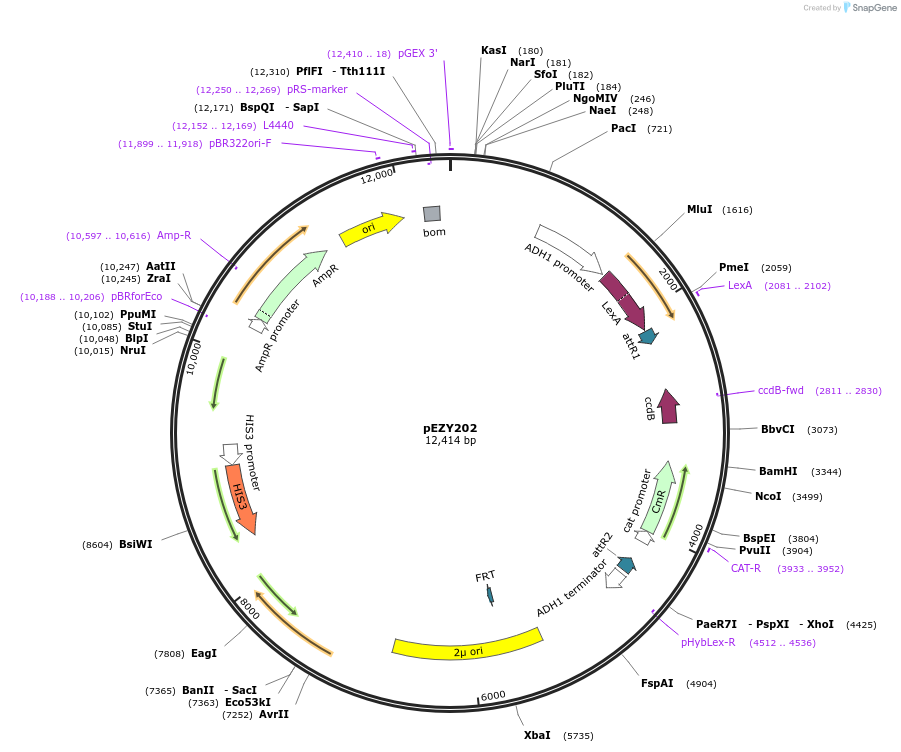 18705-plasmid-map-sequence-id-8833