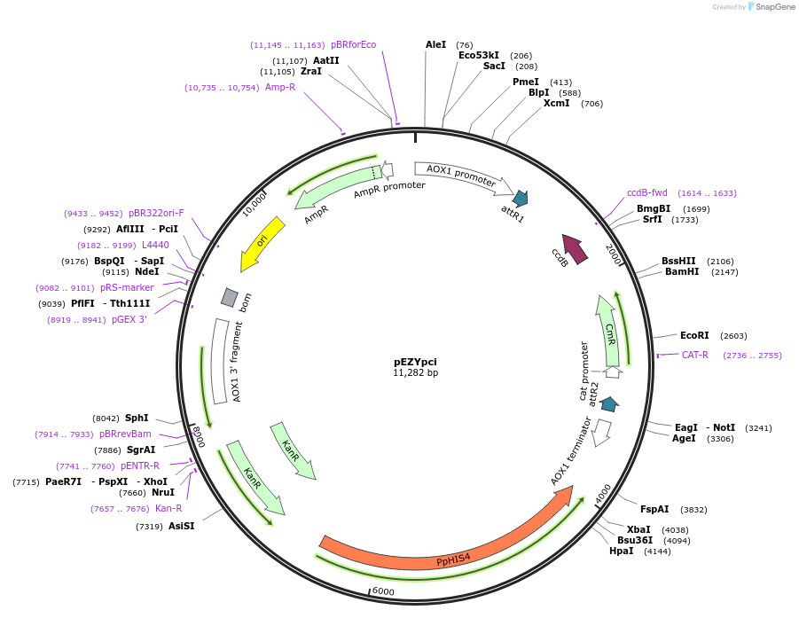 18707-plasmid-map-sequence-id-8835