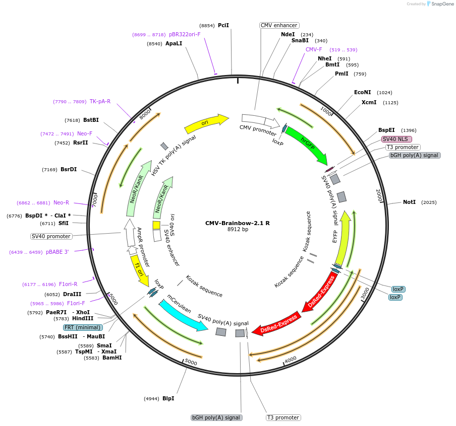 18723-plasmid-map-sequence-id-8842