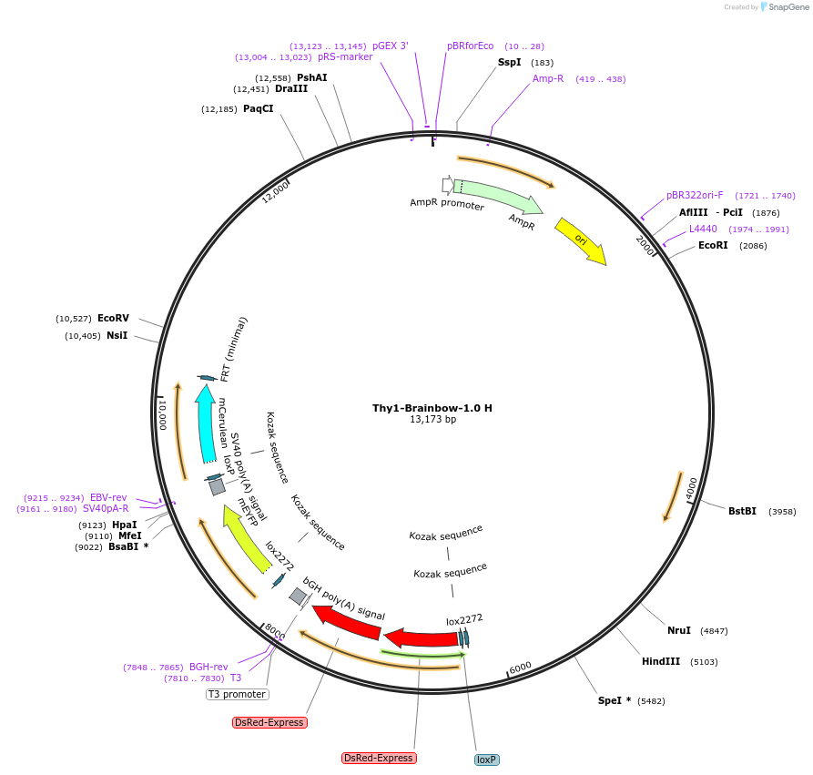 18724-plasmid-map-sequence-id-8843