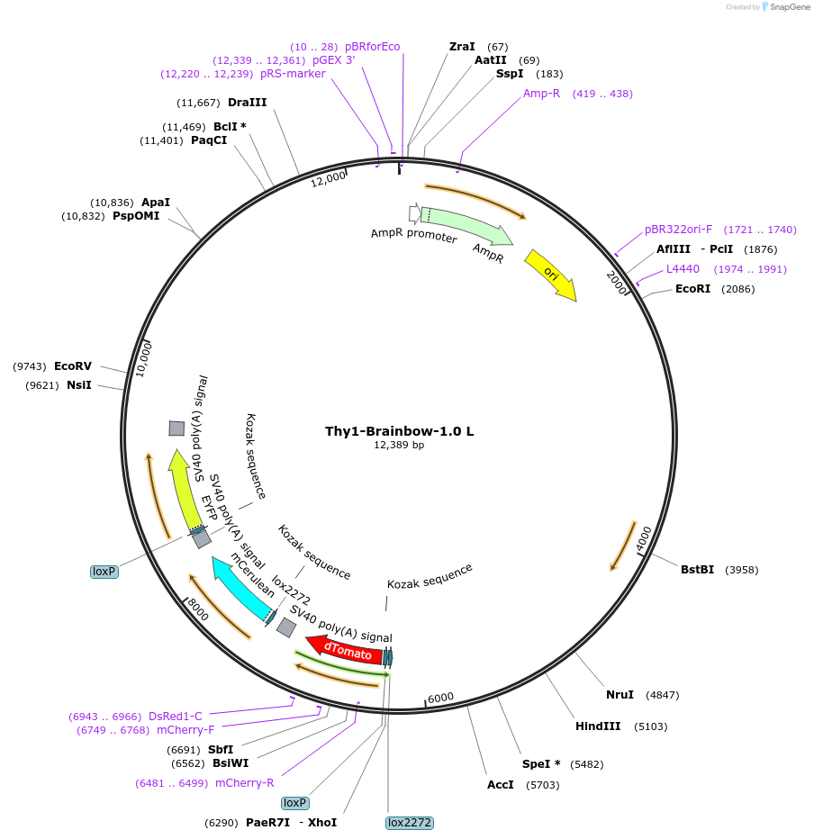 18725-plasmid-map-sequence-id-8844