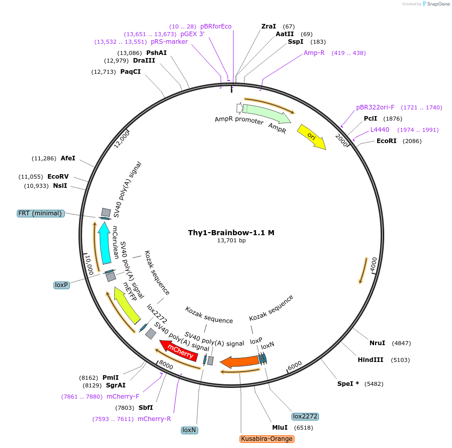 18726-plasmid-map-sequence-id-8845