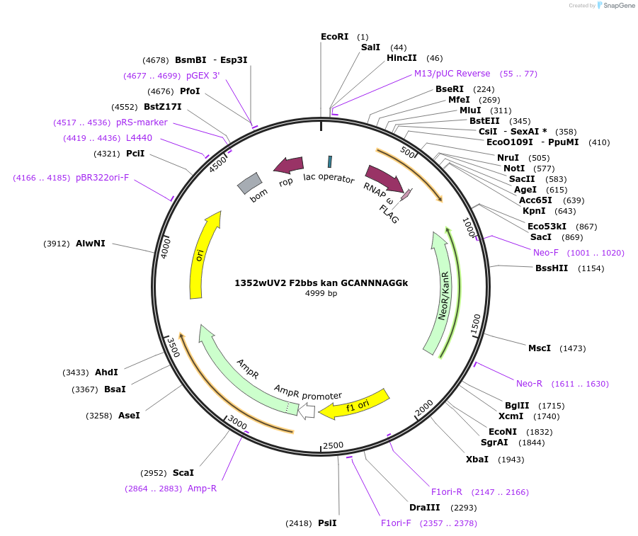 18752-plasmid-map-sequence-id-8848