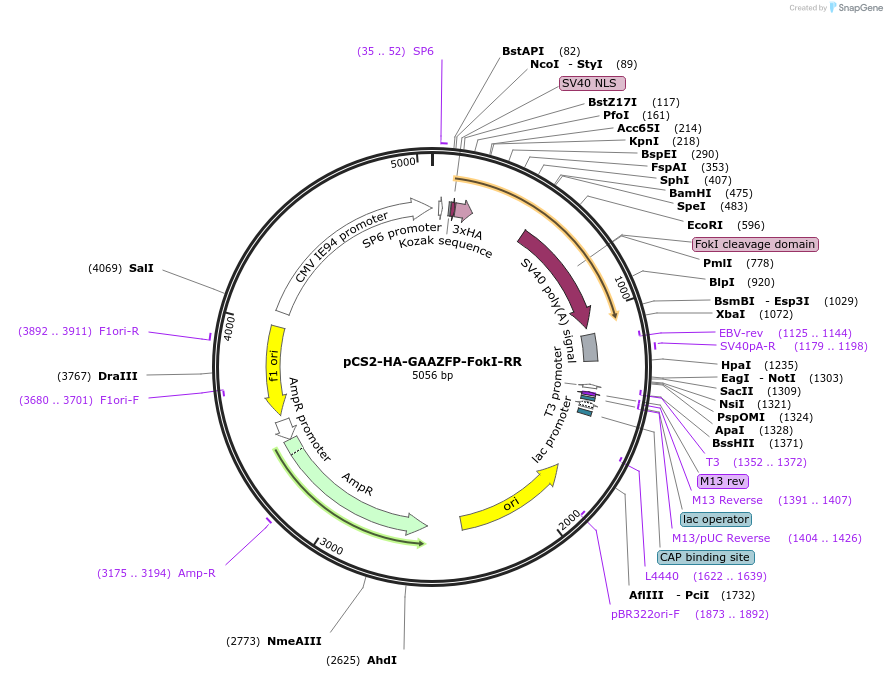 18754-plasmid-map-sequence-id-8850
