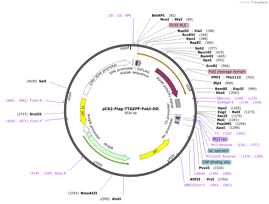 18755-plasmid-map-sequence-id-8851