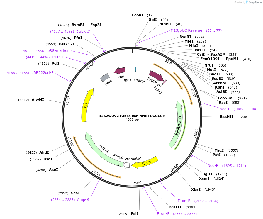 18756-plasmid-map-sequence-id-8852