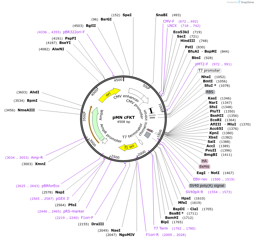 18785-plasmid-map-sequence-id-8855