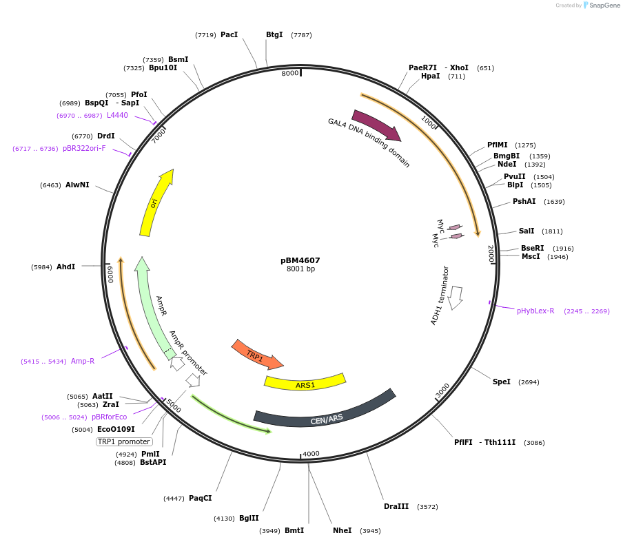 18795-plasmid-map-sequence-id-8858